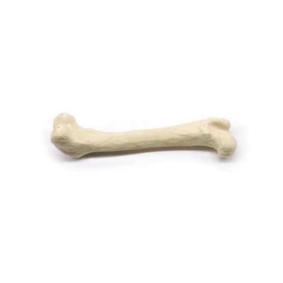 Modelo anatômico ósseo veterinário